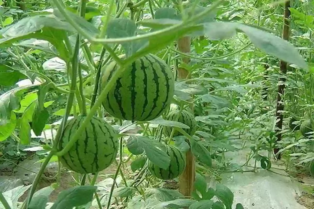 طريقة زراعة البطيخ في المنزل وأفضل وقت للزراعة في السعودية