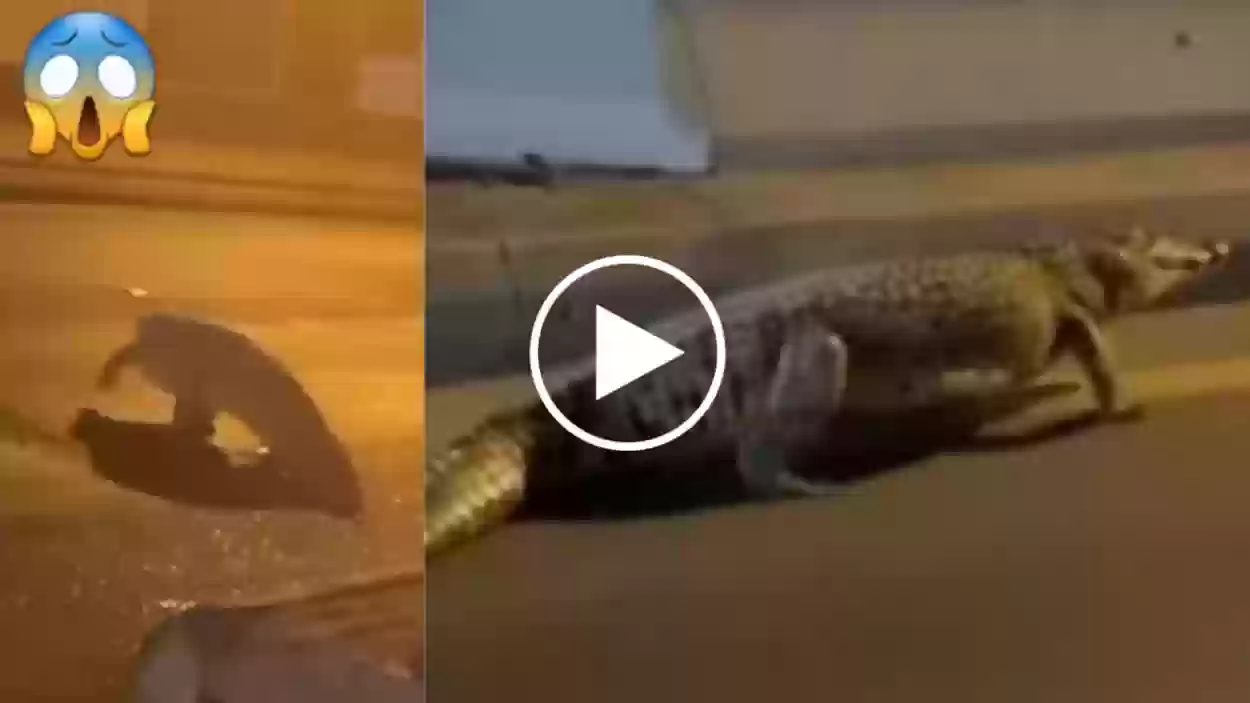 تمساح القطيف يثير الرعب والفزع في شوارع طرابلس