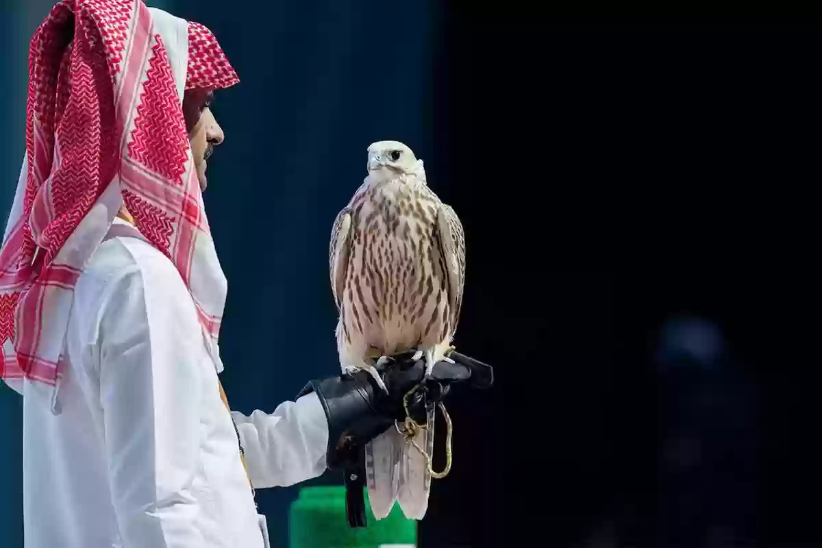 أبرزها الصقور والشاهين | قائمة الطيور النادرة المستوطنة في السعودية